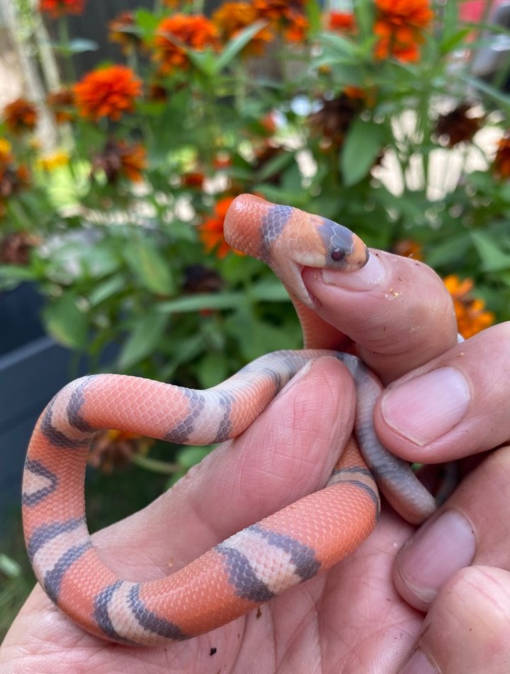 Hypomelanistic Honduran Milk Snake